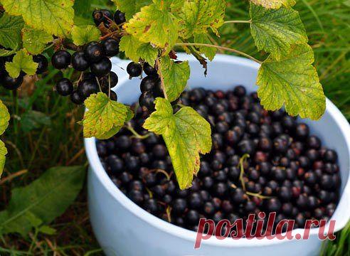 Моя смородина крупнее винограда 
ет 15 тому назад черная смородина не баловала меня урожаем. Я приобретал случайные сорта у знакомых садоводов, но они были поражены вирусными болезнями, почковым клещом, страдали от мучнистой росы. Н…