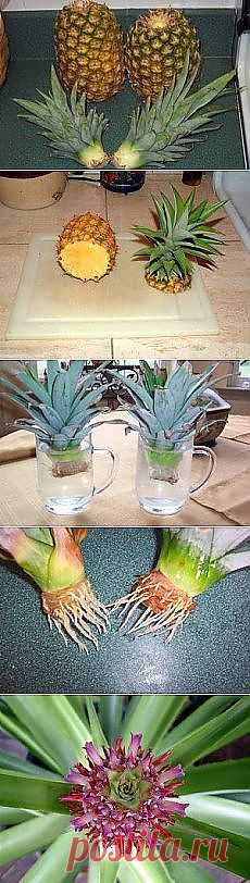 Огород на подоконнике | Фотографии и советы на Постиле