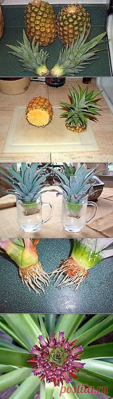 Огород на подоконнике | Фотографии и советы на Постиле