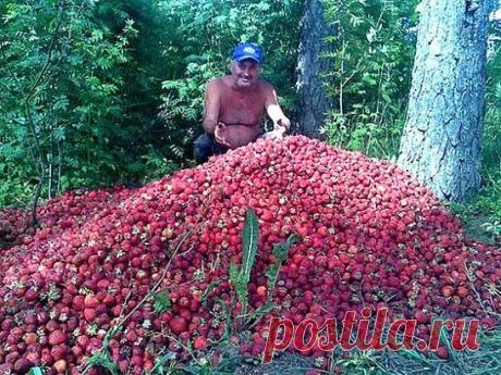 ДВА В ОДНОМ - ПОДКОРМКА КЛУБНИКИ И БОРЬБА С ВРЕДИТЕЛЯМИ 
Моя подруга жалуется, что не успевает собирать ягоды - их так много. Утверждает, что секрет в этой подкормке. Может кого то заинтересует, попробуйте. 
Состав: 1 стакан золы залить 1-2 литрами кипятка, до остывания, 2гр. марганцовки, 2гр. борной кислоты (порошок), 1 ст. ложка йода. Золу процедить, все это на ведро воды. Сразу намешиваю в бочку и опрыскиваю, до полного смачивания листвы. Это и подкормка микро и макро элементами и борьба с