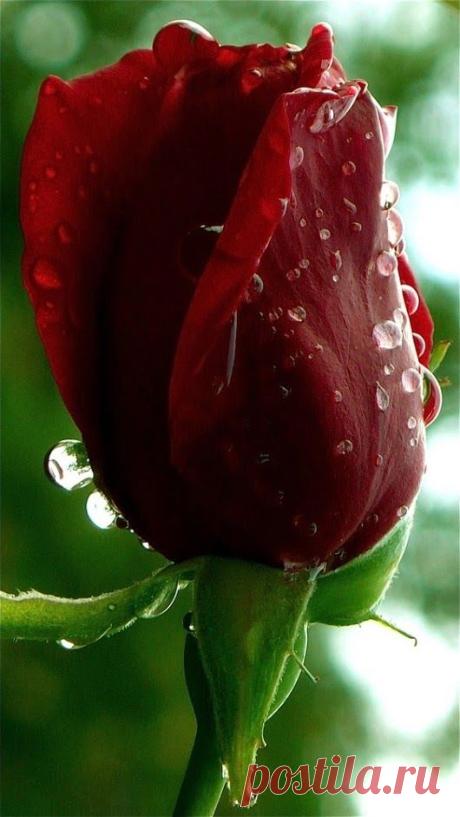 (3) Pinterest
