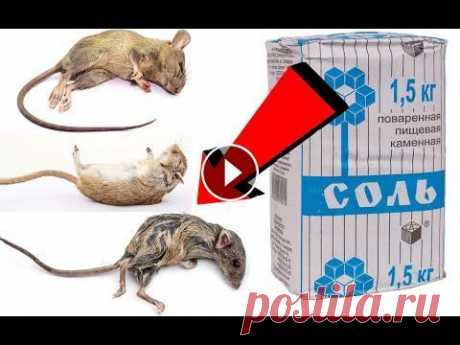 Как избавиться от мышей За 03 Минуточки! Как избавиться от мышей За 03 Минуточки!,как избавиться от мышей, как избавиться от крыс, как избавиться от грызунов, борьба с мышами, мышь, борьба с ...