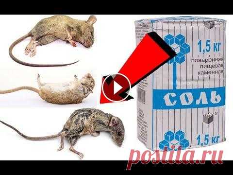 Как избавиться от мышей За 03 Минуточки! Как избавиться от мышей За 03 Минуточки!,как избавиться от мышей, как избавиться от крыс, как избавиться от грызунов, борьба с мышами, мышь, борьба с ...