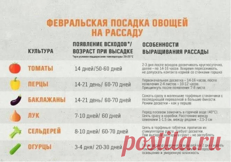 Запись на стене Февральская посадка овощей на рассаду&#33; Сохраняйте, чтобы не потерять&#33;&#128521;