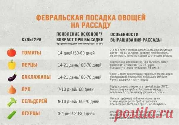 Запись на стене Февральская посадка овощей на рассаду! Сохраняйте, чтобы не потерять!😉