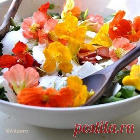 Настурция описание и полезные свойства. Применение в кулинарии и медицине. Энциклопедия специй, приправ и пряностей Айдиго.