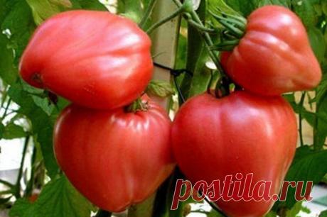 Раз обрезал - в три раза больше собрал! Хочу рассказать об одном интересном способе выращивания томатов, которым пользуюсь, третий год и результаты радуют. Вычитал тут в одной садоводческой