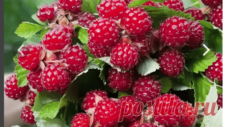 Черная малина "Красный бриллиант" - ягода 3х вкусов