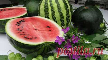 watermelon-wallpaper-1366x768.jpg (1366×768)