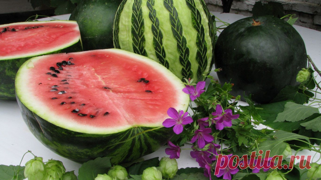 watermelon-wallpaper-1366x768.jpg (1366×768)
