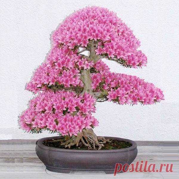 Редкие сакураские семена