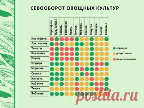 Севооборот в огороде: таблица плодосмена овощных культур