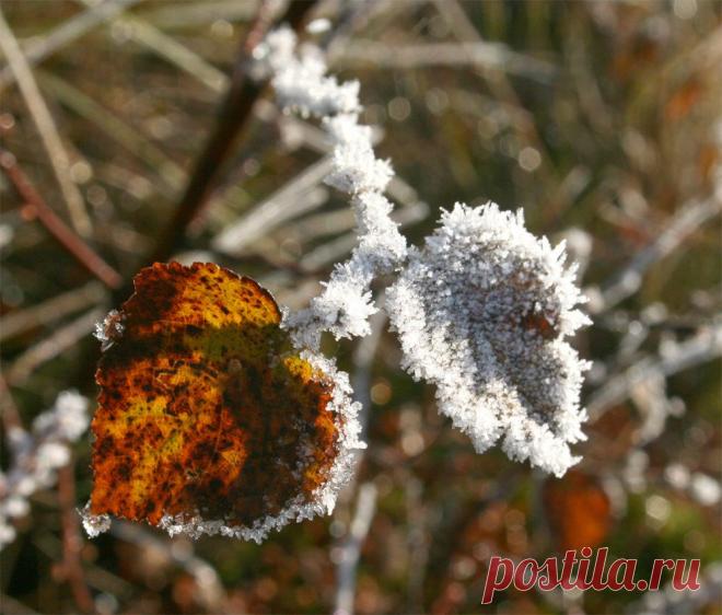 Тверская обл., октябрь 2010 г.