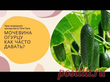 Мочевина огурцу. Как часто давать?
