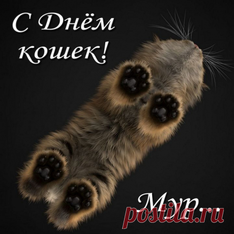 С Днем кошек от души вас поздравляю,
Любить своих питомцев вам желаю,
Чтоб когти не точили, не рычали,
А только лишь от радости мурчали!