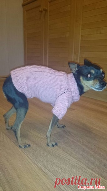 Обновка для маленькой собачки. - Вязание - Страна Мам