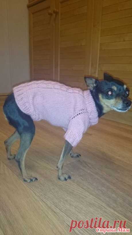 Обновка для маленькой собачки. - Вязание - Страна Мам