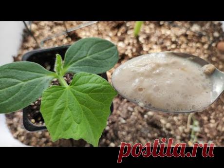 Первая очень важная подкормка огурцов! Вмиг пойдут в рост и дадут большой урожай! Полейте этим!