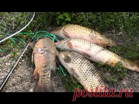 Ловля огромных карпов удочкой с кивком в коряжнике на речке Рось / Catching huge carp