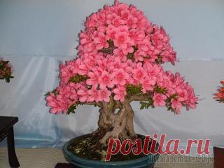 Правильная пересадка и размножение азалии в домашних условиях