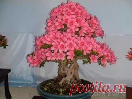 Правильная пересадка и размножение азалии в домашних условиях