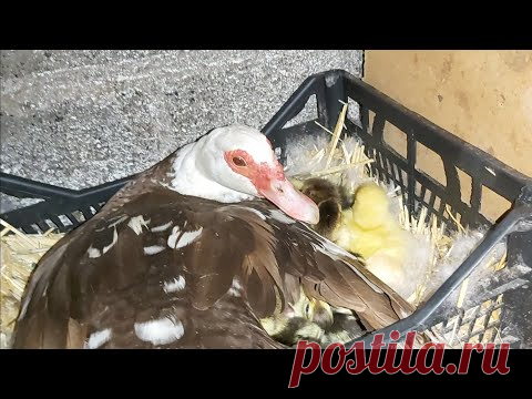 Идеальный вывод индоутят!! вот так должна выводить каждая!!!