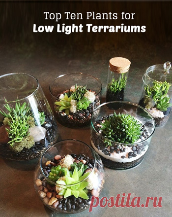 Top Ten Low Light Terrarium Plants - Pistils Nursery