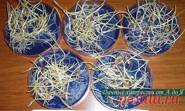 ВОДКА ДЛЯ БЫСТРОГО ПРОРАСТАНИЯ СЕМЯН