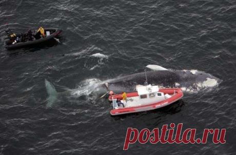 Самое тяжелое в жизни — это синий кит, все остальное пустяки!