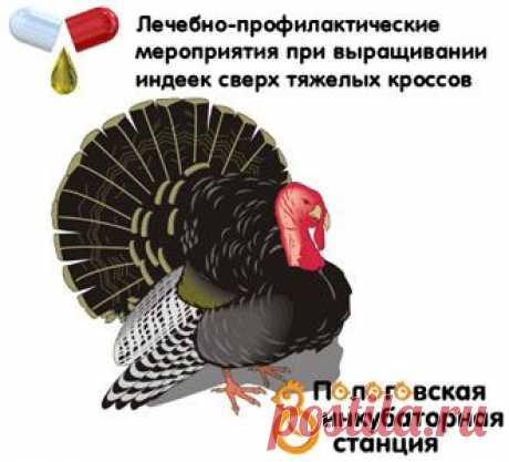 Профилактика заболеваний индюков сверх тяжелых кроссов - Ciplenok.com