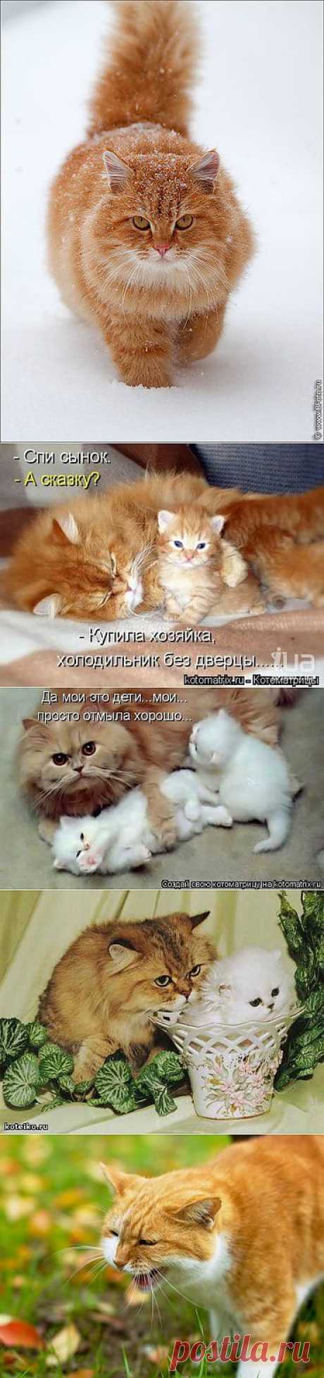 (+1) тема - Хорошо ли иметь дома рыжего кота? | Приколы про котов :)