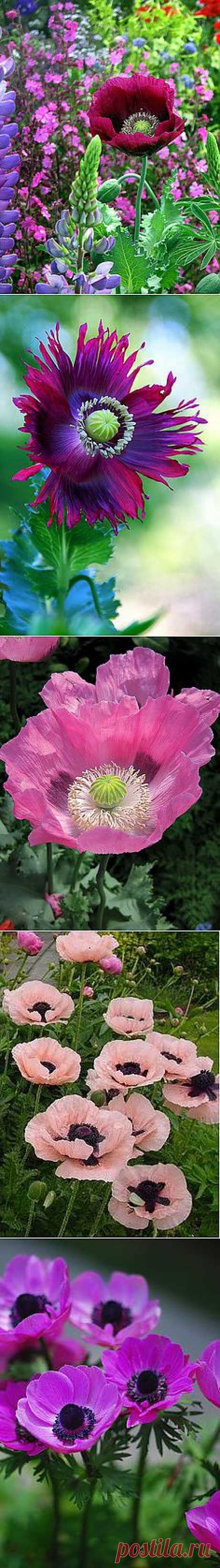 Flowers