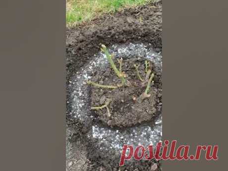 🌹 Вступайте в группу "о Розах" в: WhatsApp - https://clck.ru/33scsoTelegram - https://t.me/Wiki_RozaVK - https://vk.com/wikiroza🌹Более 2800 роз вы найдете ...