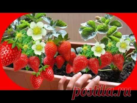 Teknik Menanam Strawberry Dari Biji