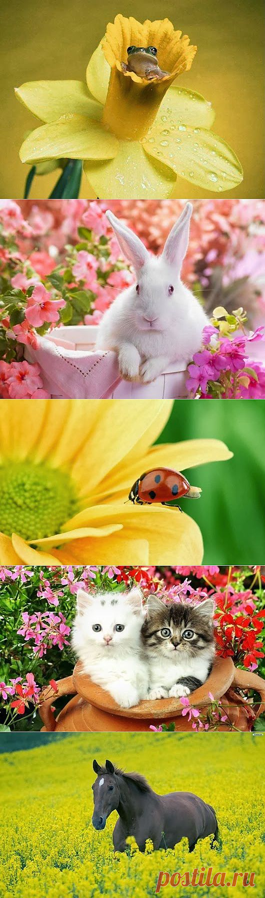 Животный мир в цветах.