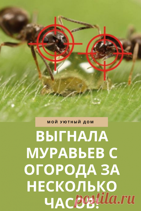 Совет как выгнать муравьев с огорода или сада за несколько часов