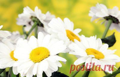 Ромашки на фото, красивые картинки с ромашками