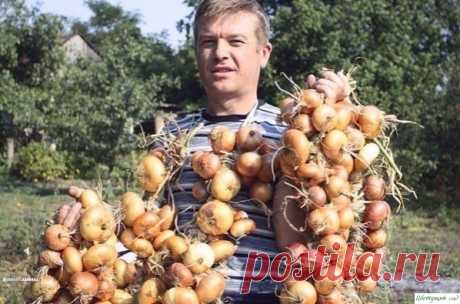 Теперь я каждый год получаю большой урожай лука... Вот 4 простых совета — Садоводка