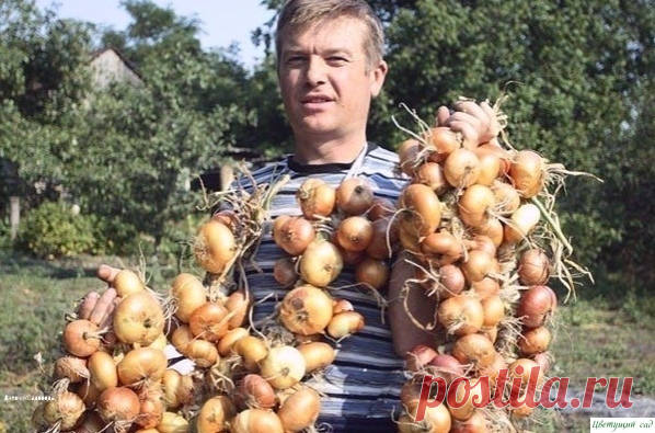 Теперь я каждый год получаю большой урожай лука... Вот 4 простых совета — Садоводка