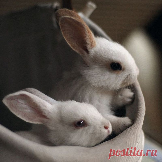 1298496686_fotografii-zhivotnyh-5.jpg (800×800)