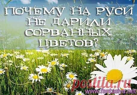 Почему на Руси не дарили сорванных цветов? | Познавательный сайт ,,1000 мелочей"