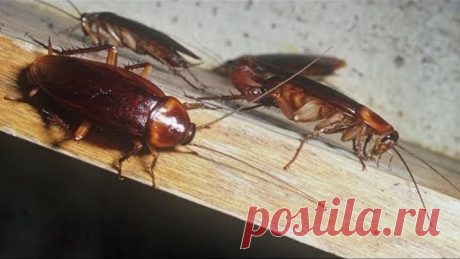 ЗАМУЧИЛИ ТАРАКАНЫ? 7 РЕАЛЬНО работающих СПОСОБОВ навсегда распрощаться с ними!