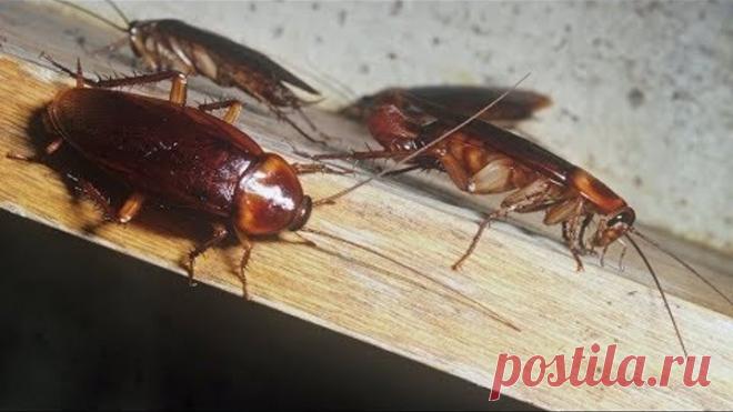 ЗАМУЧИЛИ ТАРАКАНЫ? 7 РЕАЛЬНО работающих СПОСОБОВ навсегда распрощаться с ними!