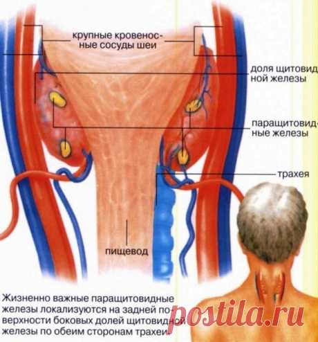Хронический тиреоидит: аутоиммунный с узлообразованием, лечение, симптомы