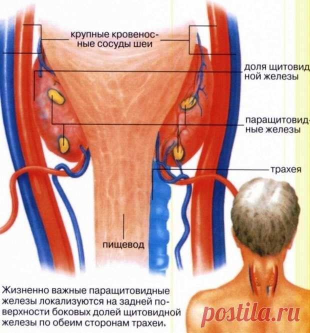 Хронический тиреоидит: аутоиммунный с узлообразованием, лечение, симптомы