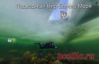 Белое море. Первая в мире сфера подо льдом