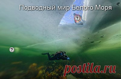 Белое море. Первая в мире сфера подо льдом