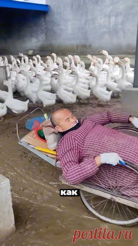 Он живет ради гусей 😱😱😱