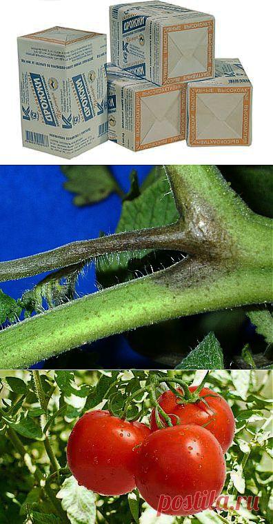 Старый метод подкормки растений и профилактика фитофторы! | ЖЕНСКИЙ МИР