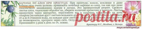 Варенье из алоэ для заживления каверн в легких